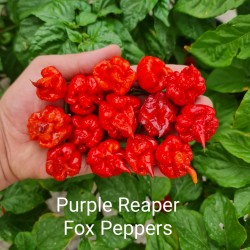 PURPLE REAPER