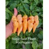 SUGAR RUSH PEACH